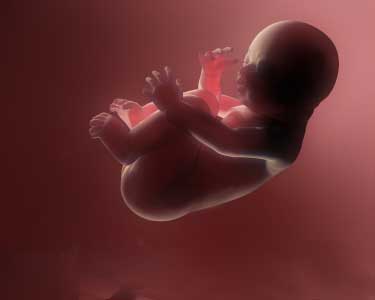 Human Life Begins at Conception, Federal Court Rules