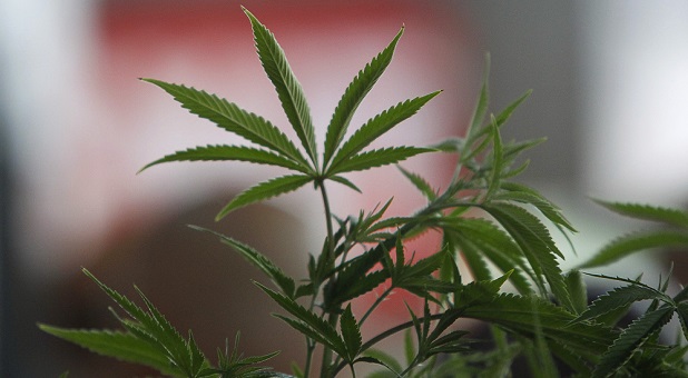 This Is the Next State to Vote on Legalizing Marijuana