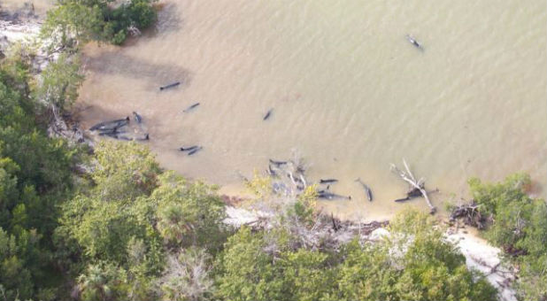 Dozens of false killer whales