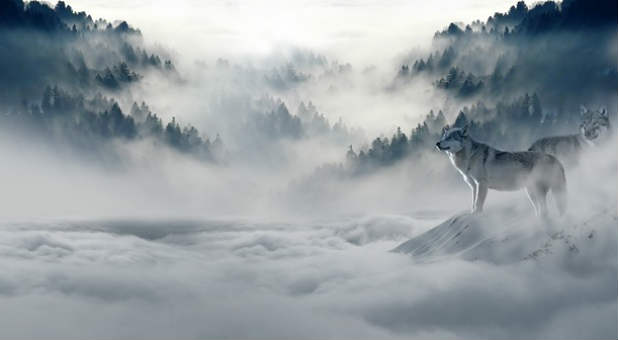2017 spirit wolves fog trees snow