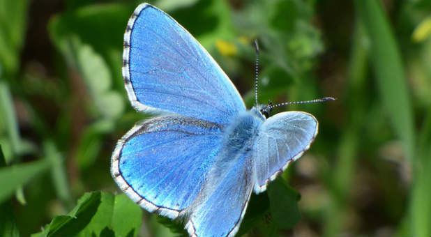 2017 blogs Prophetic Insight blue butterfly moth fuzzy