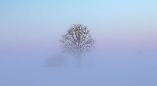 2017 spirit fog surrounding tree in field