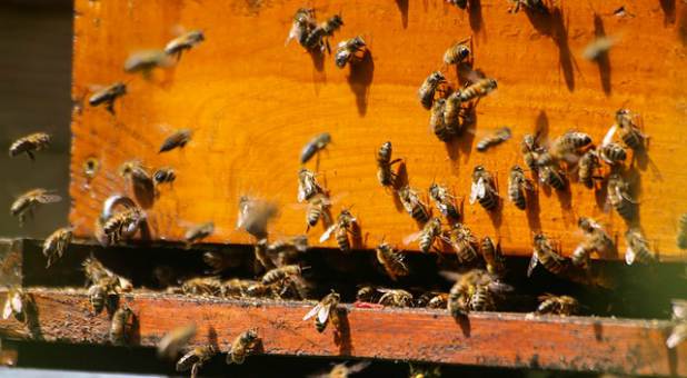 2017 09 bees beekeeping