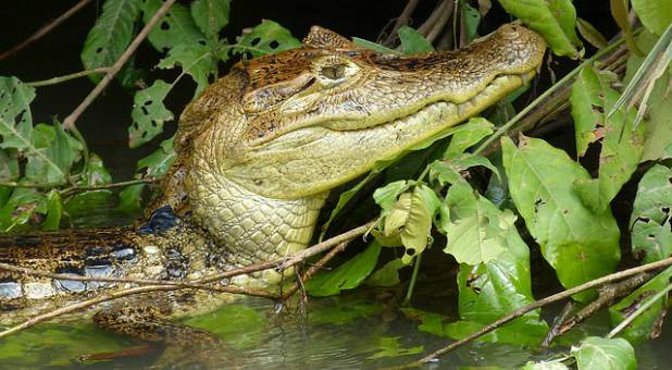 2017 spirit alligator lurking