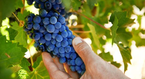 2017 blogs Love Leads GettyImages full grape vine