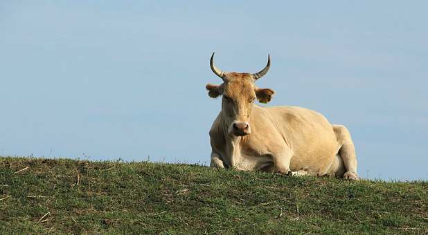 Have You Worshipped Any of These 6 Sacred Cows in the Church?