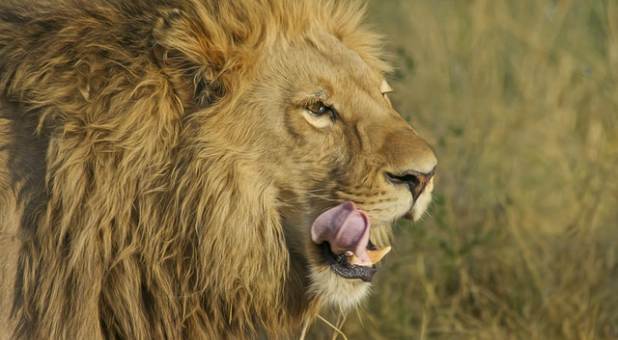 2017 spirit lion predator big cat safari