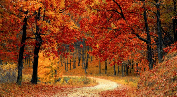 Here in the South, we're experiencing a gorgeous autumn season, with brisk temperatures and leaves of electric colors: fiery oranges and reds intermingled with fluorescent yellows.