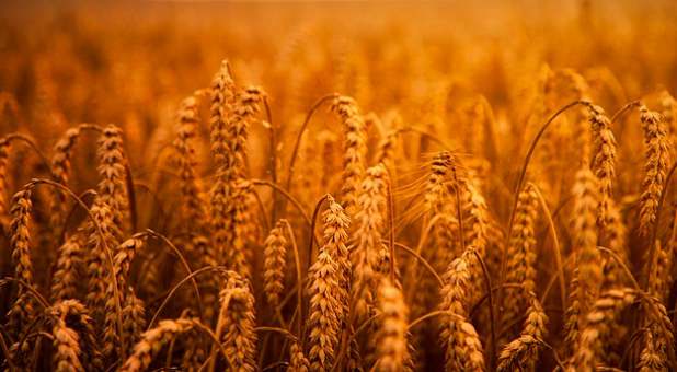 2017 blogs Prophetic Insight wheat golden harvest