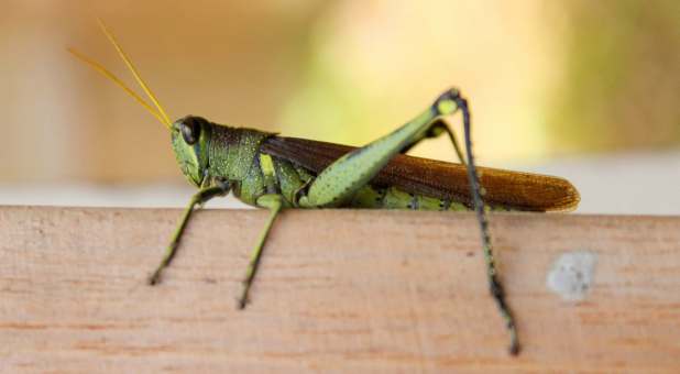 2017 blogs Straight Talk green insect fauna invertebrate close up grasshopper