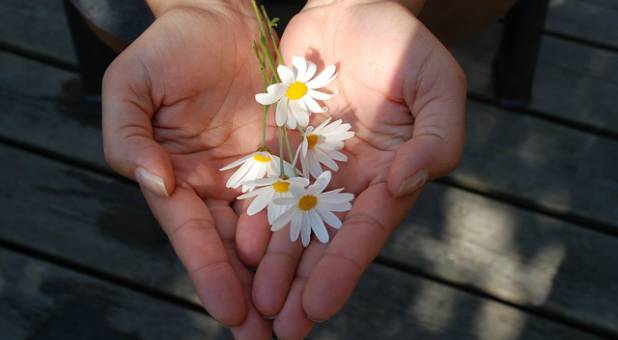 2017 spirit flower daisy giving