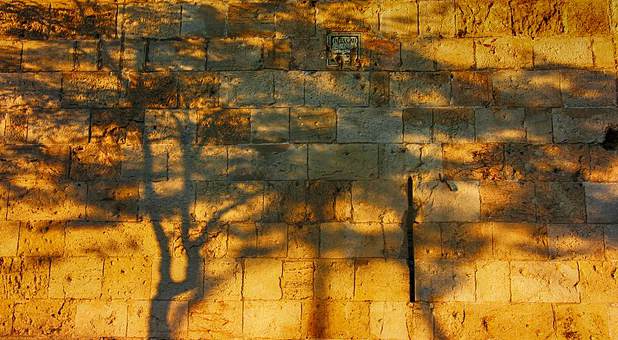 2017 12 shadow tree wall
