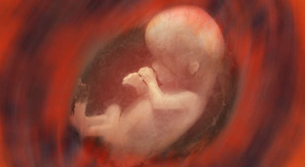 2018 02 human fetus