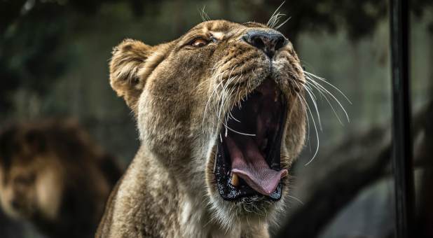 2018 blogs Prophetic Insight roaring lion