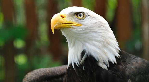 5 Traits of Eagle Prophets (and Avoiding Vulture Prophets)