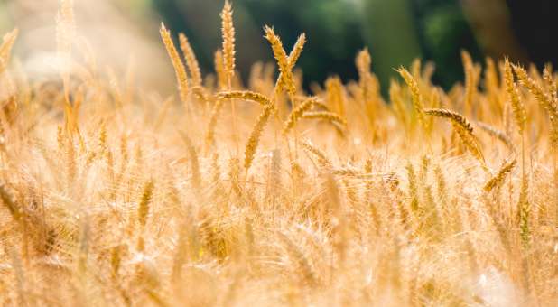 2019 blogs Prophetic Insight harvest grain