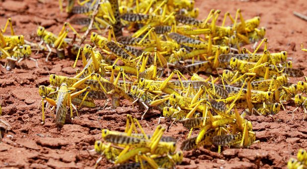 2020 02 Reuters Locusts Plague