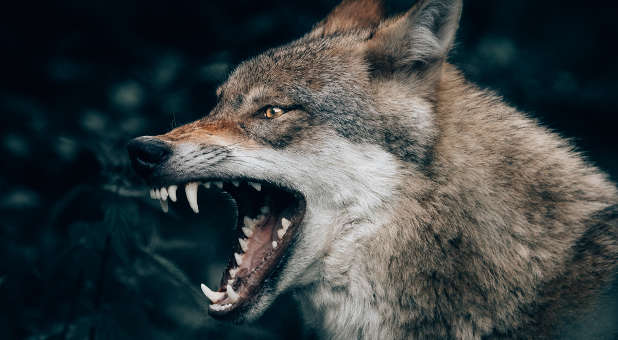 Help Your Pastor Stand Firm When the Wolf Comes Stalking