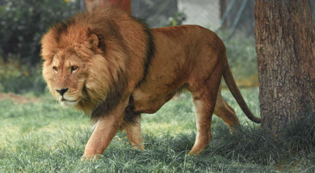 2020 Blogs Prophetic Insight Lion roar mane
