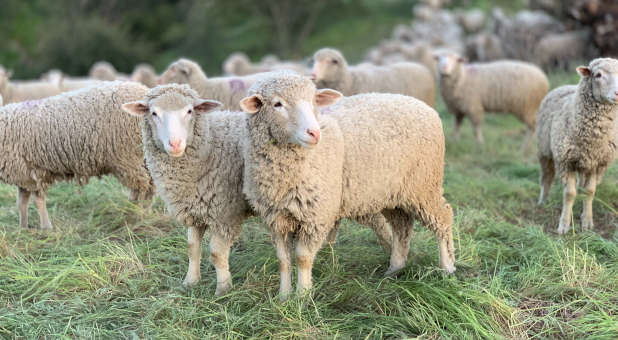 2021 9 Akers sheep goats