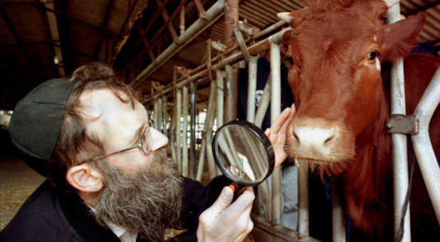 Red Heifer Sacrifice Could Take Place in One Year in Jerusalem