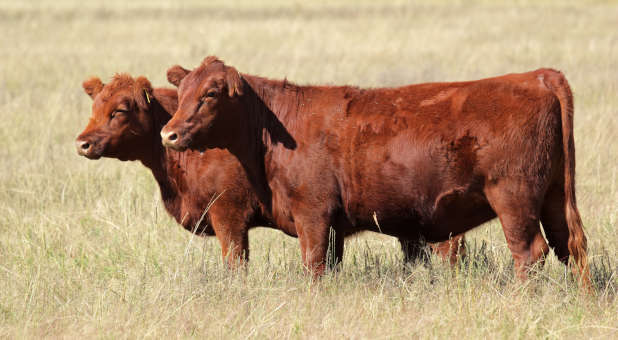 Fulfillment of Prophecy Anticipated: Unblemished Red Heifers for Temple Coming of Age