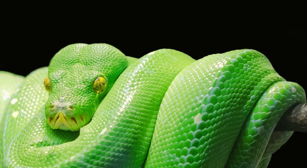 3 Signs the Spirit of Python Is Squeezing the Life from You