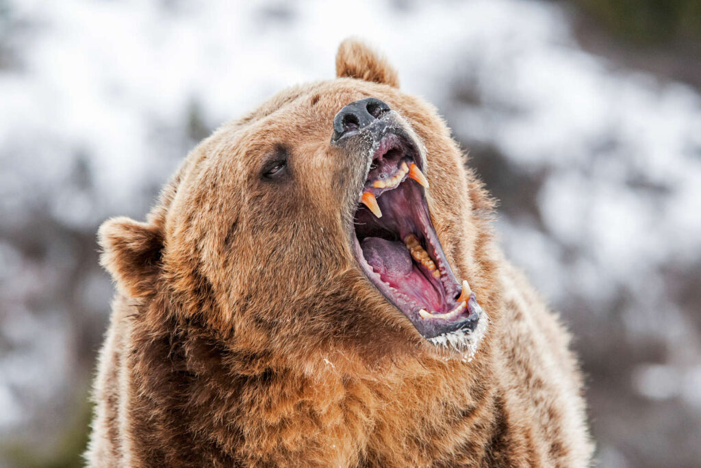 Disabled Army Vet Miraculously Survives Grizzly Attack