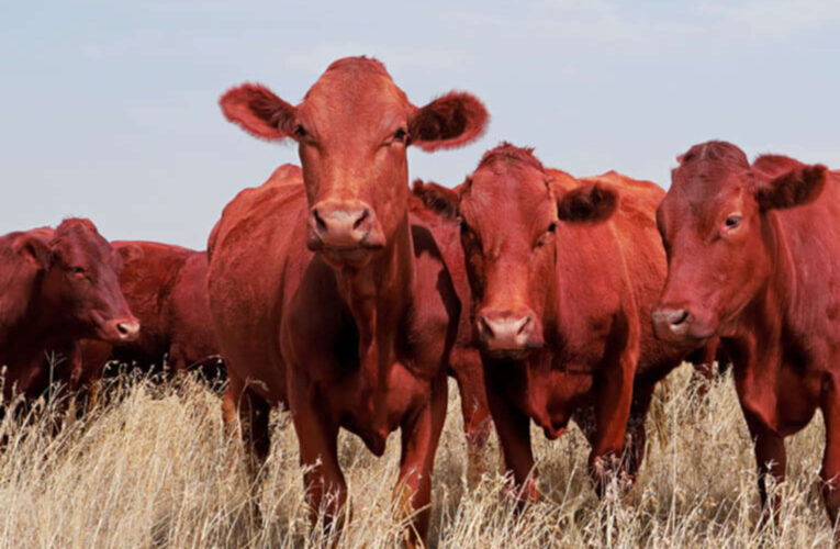 Why We Need to Understand Red Heifers