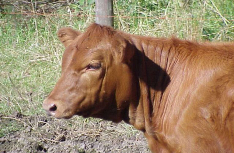 Will This Be the Year? Red Heifer Ceremony Nears Reality