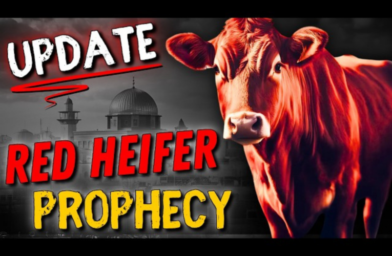 Red Heifer Ceremony Update: What You Need to Know