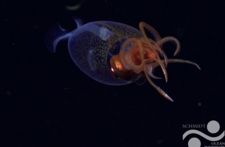 Sign of the End? Colossal Squid Sighting Shakes Scientists!