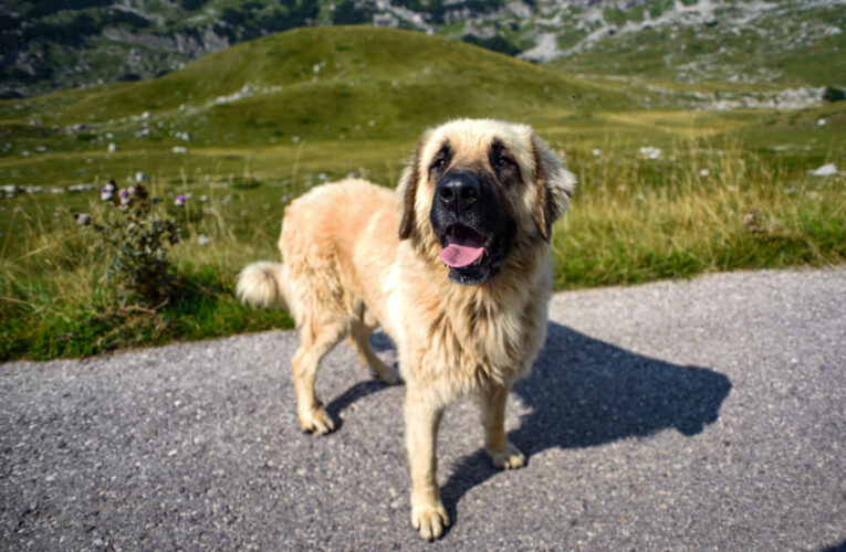 ‘A Guardian Angel with Fur’: Loyal Ranch Dog Rescues Missing Toddler in Arizona Wilderness