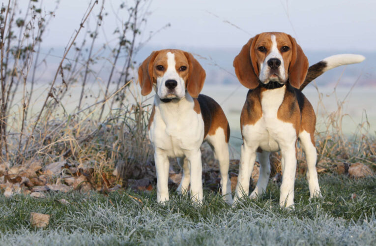 NIH Shuts Down Beagle Labs